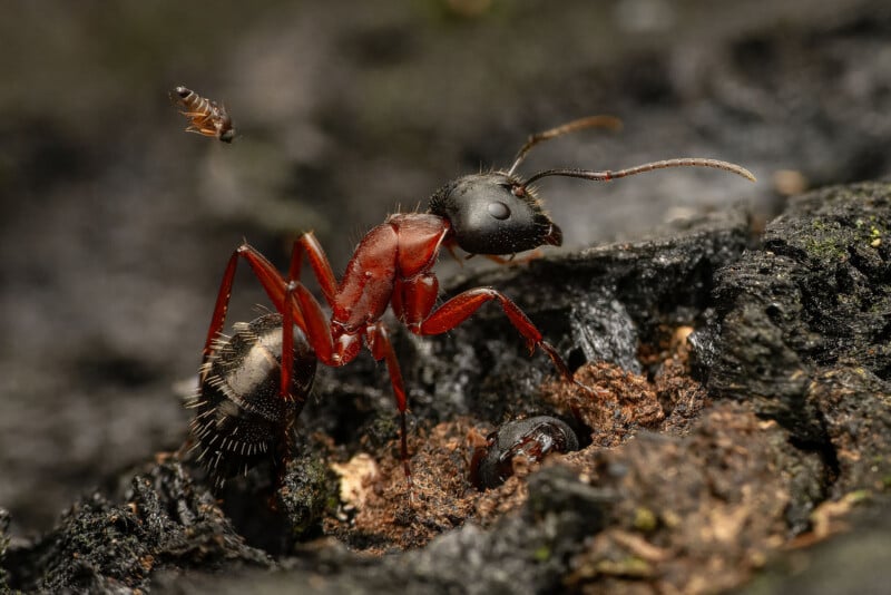 A close-up of a red and black ant standing on dark, rough ground with a tiny flying insect above it. The background is blurry, highlighting the intricate details of the ant’s body and surroundings.