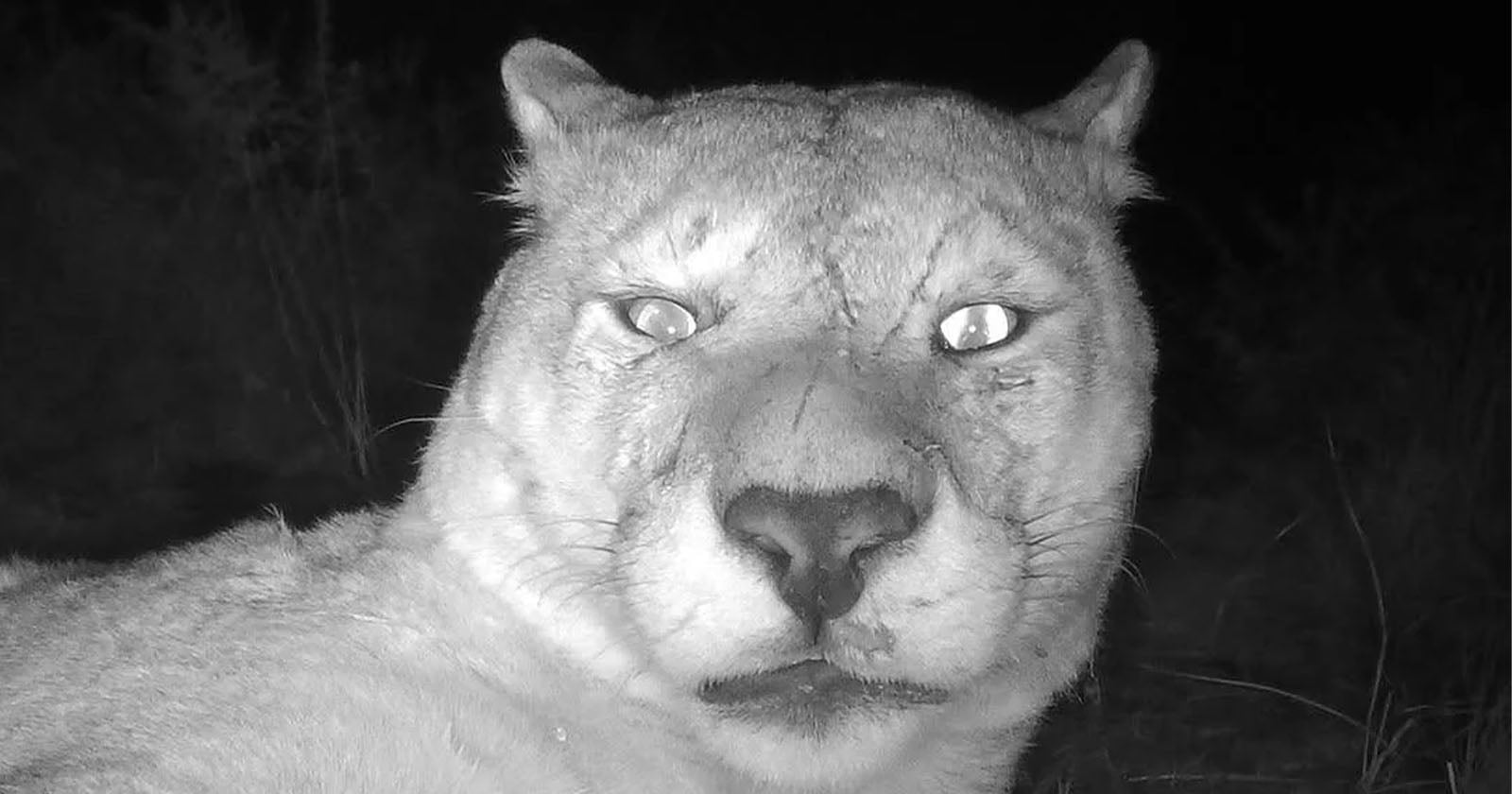 Sleepy Mountain Lion Wakes Up Right in Front of Trail Camera