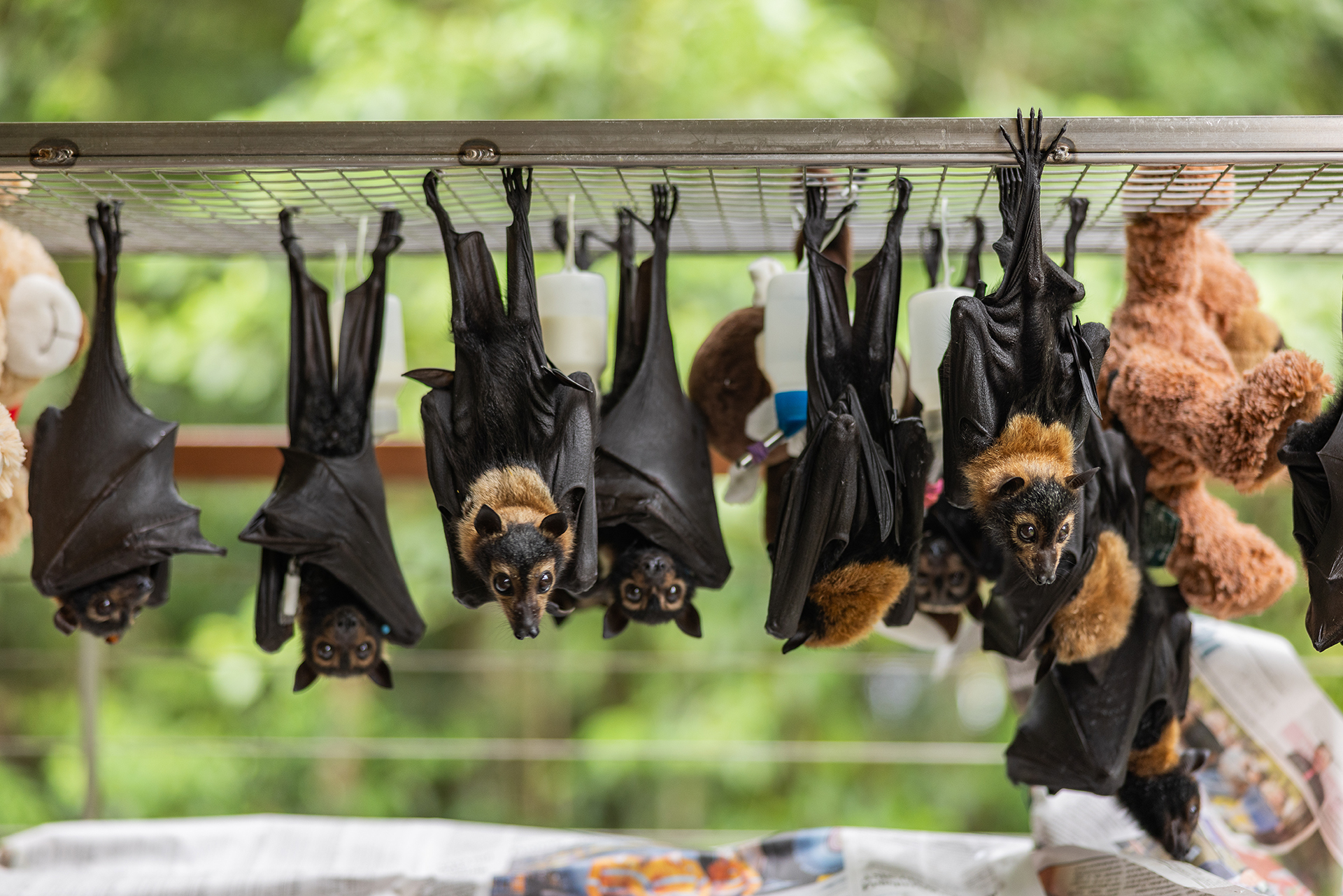 Orphan spectacled flying foxes hang from a wire frame outside the nursery.