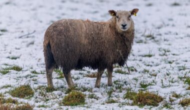 Snow and big freeze could hit Ireland after weeks of wet weather, says Met Éireann forecaster – The Irish Times