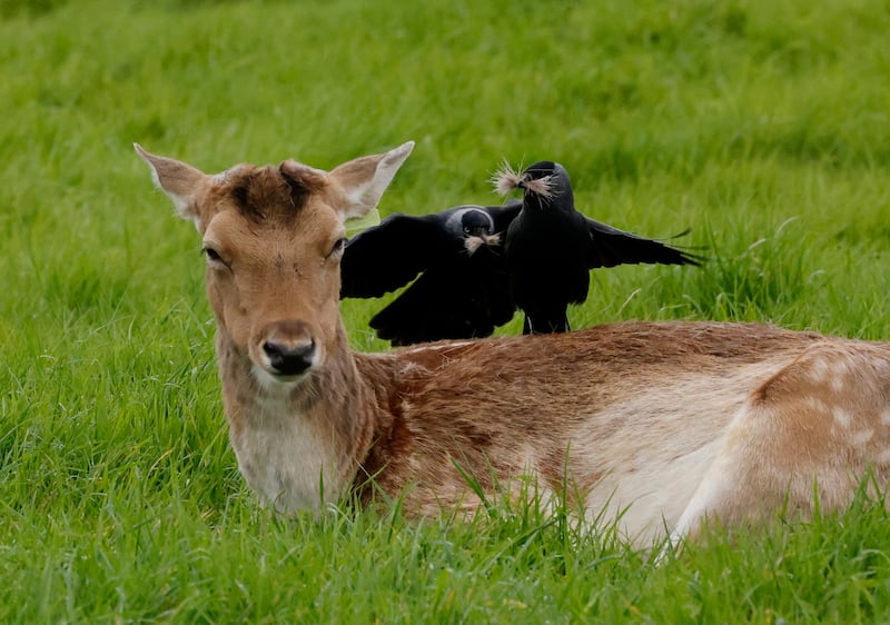 Crows help themselves to fur from a moulting fallow deer in Dublin’s Phoenix Park. Photograph: Alan Betson