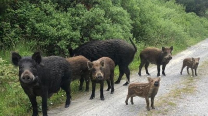 Wild boar in Kerry. Photograph: Radio Kerry