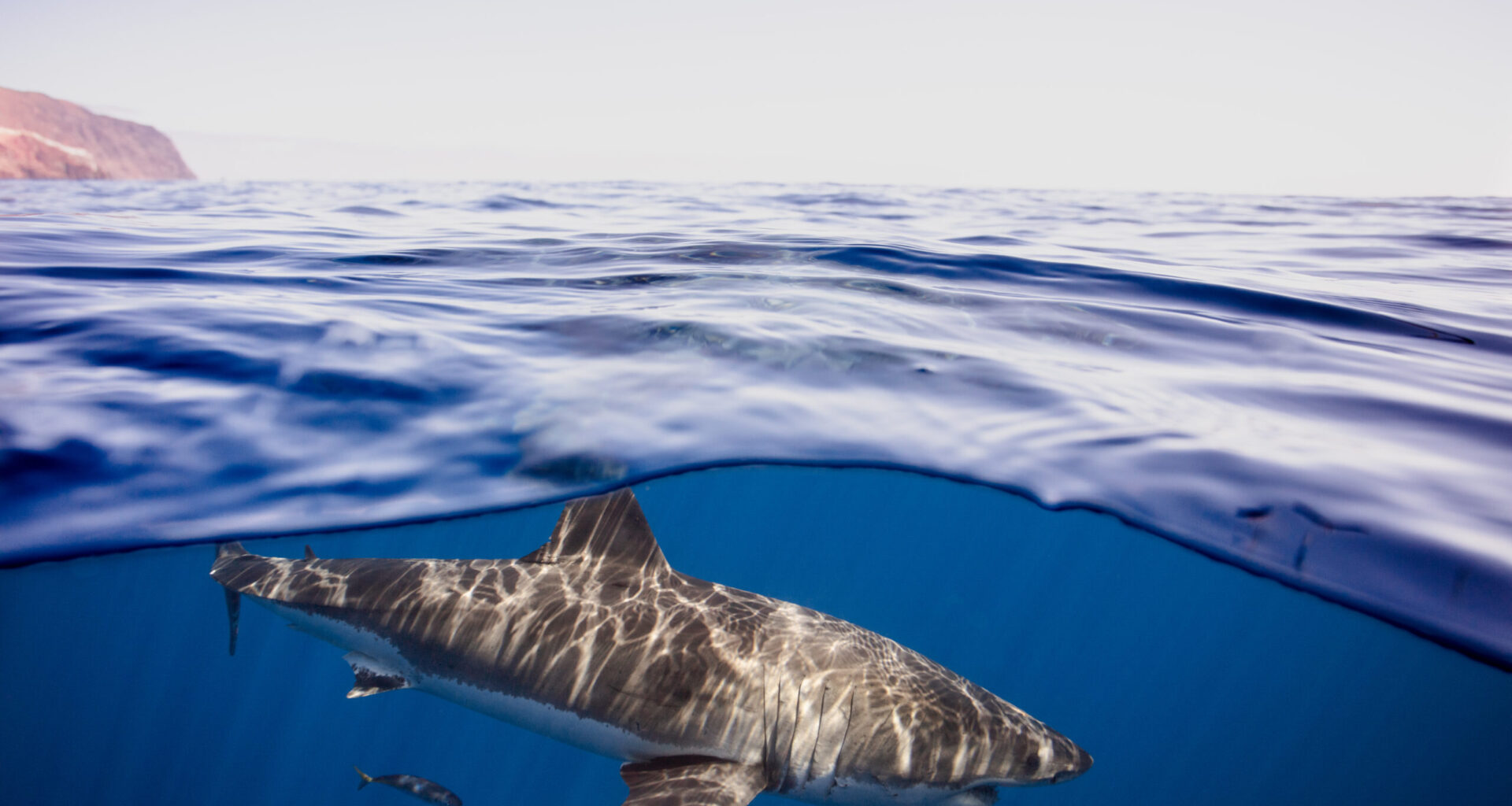 Rare great white spotting shows ‘ghost’ species still alive