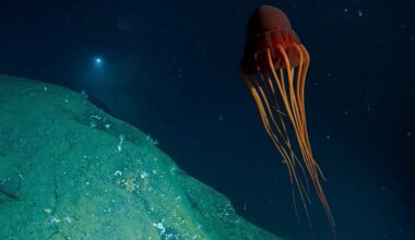 OceanX Norway mission