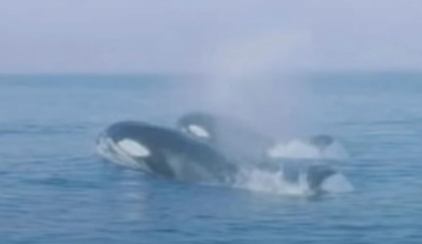 Oman warns against diving near Orca whales to film them after viral video