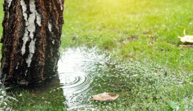 Is your garden waterlogged after the endless rain? Here’s what to do – The Irish Times