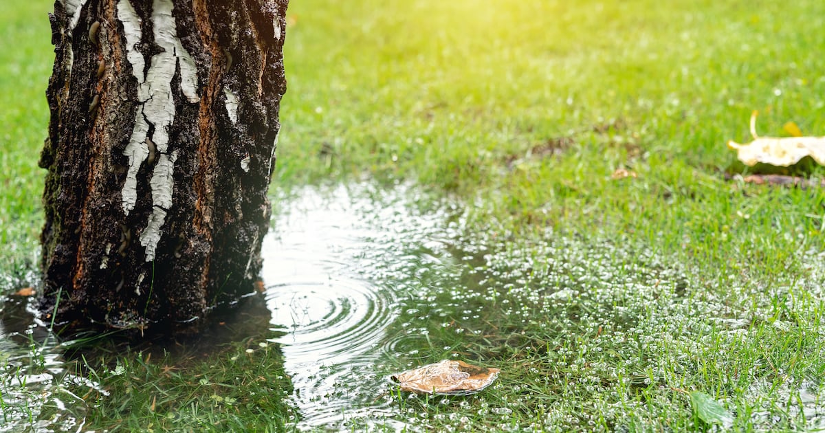 Is your garden waterlogged after the endless rain? Here’s what to do – The Irish Times