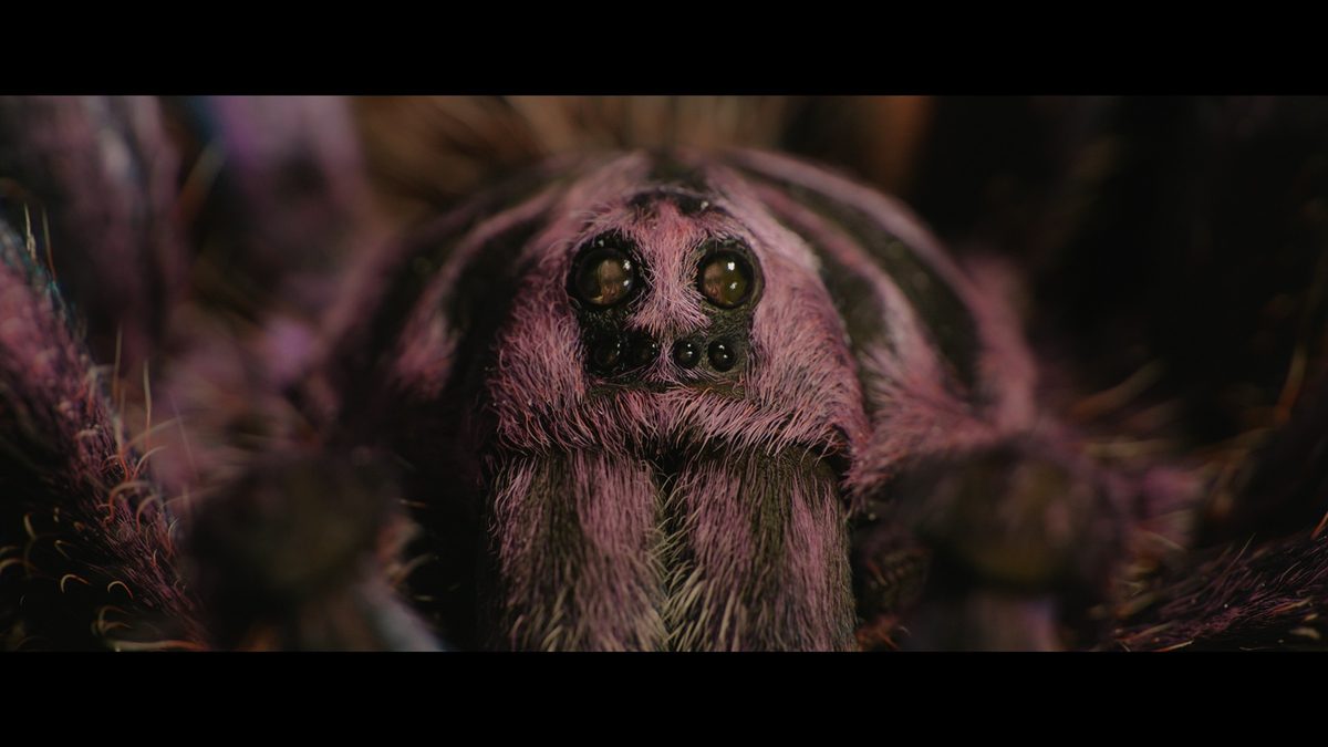 Paddington in Peru purple kneed tarantula