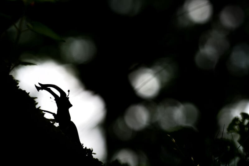 A silhouette of a stag beetle with large mandibles is seen climbing on a tree branch. The background is blurred, showing circular light spots among dark, out-of-focus foliage.