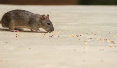 Video of rat taken in Dublin hotel prompted safety inspection and temporary kitchen closure – The Irish Times