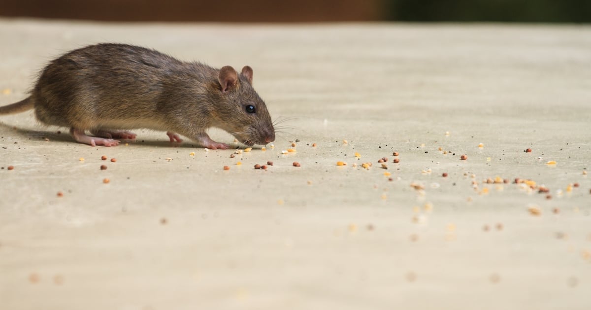 Video of rat taken in Dublin hotel prompted safety inspection and temporary kitchen closure – The Irish Times