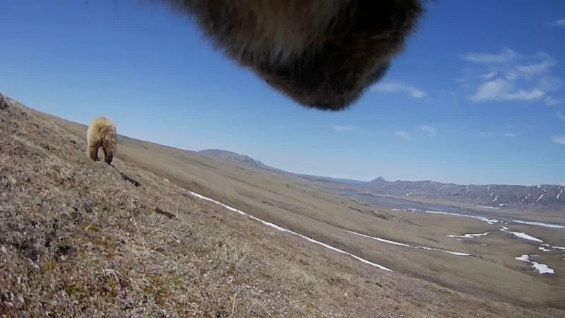 A wide, open landscape with rolling hills under a blue sky; a bear walks in the distance while the furry snout and mouth of another animal appear close to the camera at the top of the image.