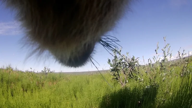 Close-up of an animal’s snout and whiskers, possibly a large mammal, partially obscuring the view of a grassy field with shrubs under a clear blue sky.