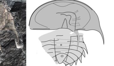 300-million-year-old fossil unearthed in Clare marking first for Ireland