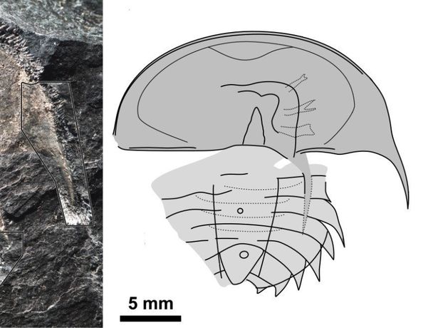 300-million-year-old fossil unearthed in Clare marking first for Ireland
