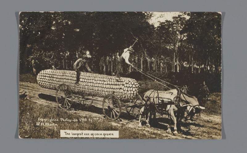 Two men stack a large load of cut logs on a horse-drawn wagon in a forested area. The wagon is pulled by four horses. Text at the bottom reads, "The largest car of corn grown.