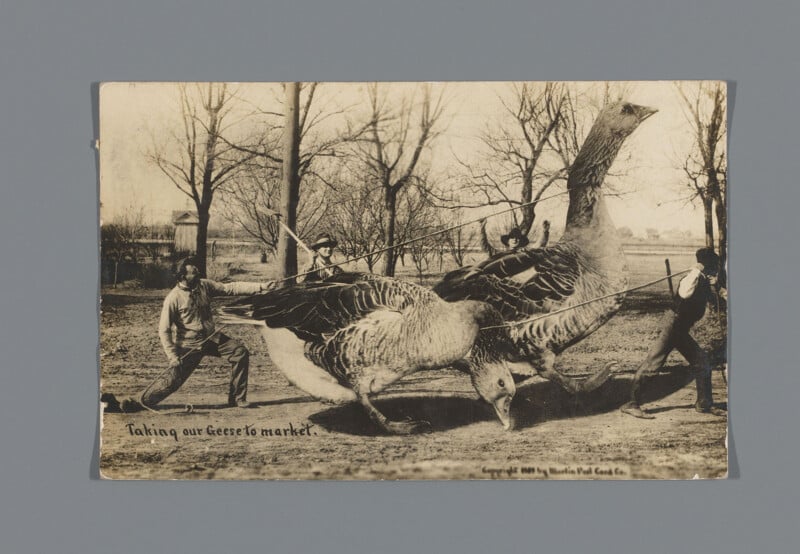 A vintage postcard shows three people using sticks to herd two giant geese down a dirt path. The geese are much larger than the humans, creating a humorous, surreal scene. Text reads, "Taking our Geese to market.