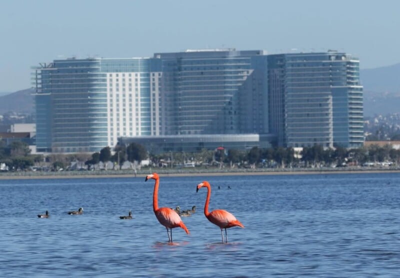 Two flamingos stand in shallow water with ducks nearby. In the background, there are large modern buildings and trees under a clear blue sky.