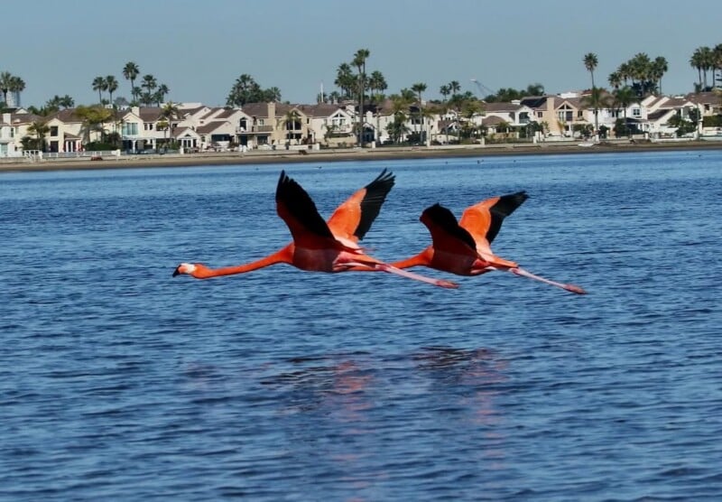 Two vibrant pink flamingos fly low over a blue body of water, with houses, palm trees, and a clear sky visible in the background.