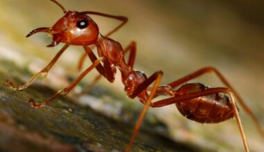 Kidnapped, brainwashed, enslaved: the animal that steals the young and forces them to work