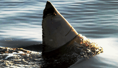 Just like in Jaws, this great white shark got stuck in a small pond. Here’s what happened next...