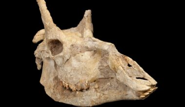 Giraffes and the Fossil Record: Bad News for Neo-Darwinism