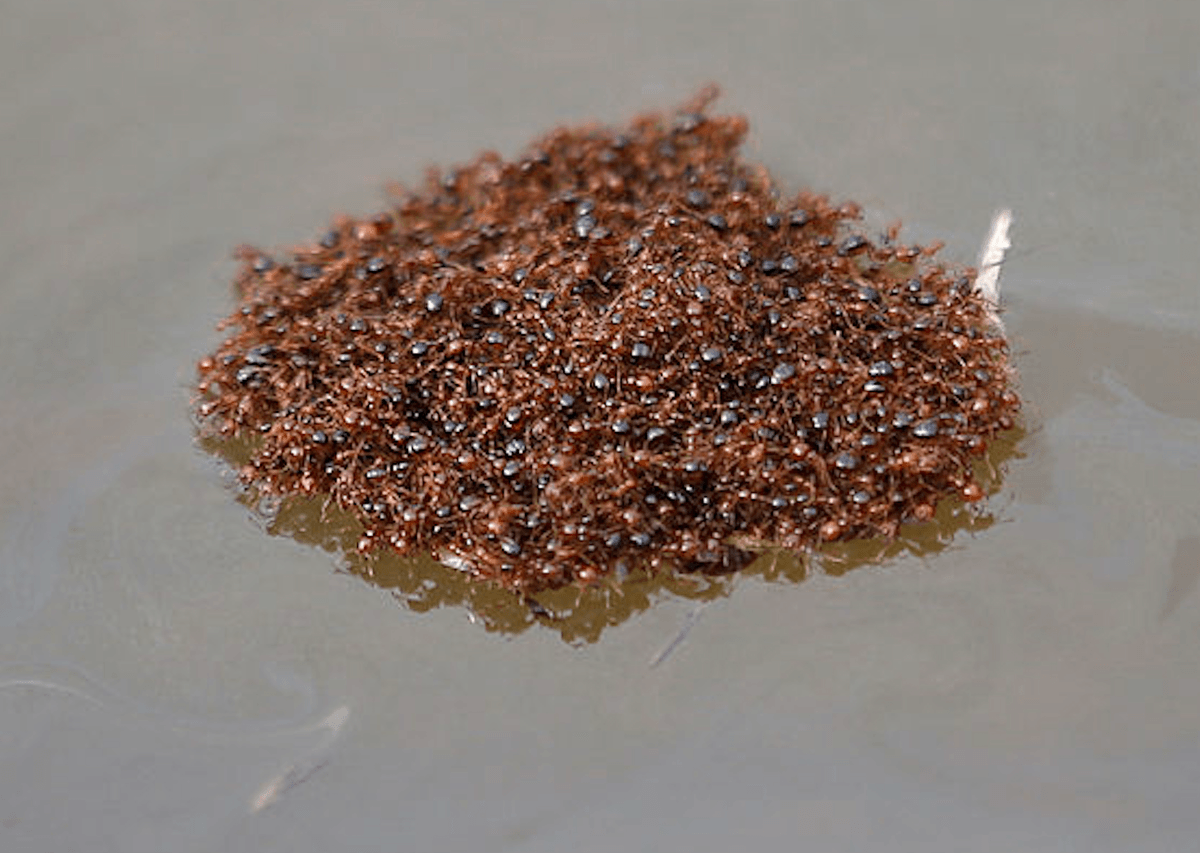 It floats, it's larger than a dinner plate and it's made up of more than 100,000 individuals