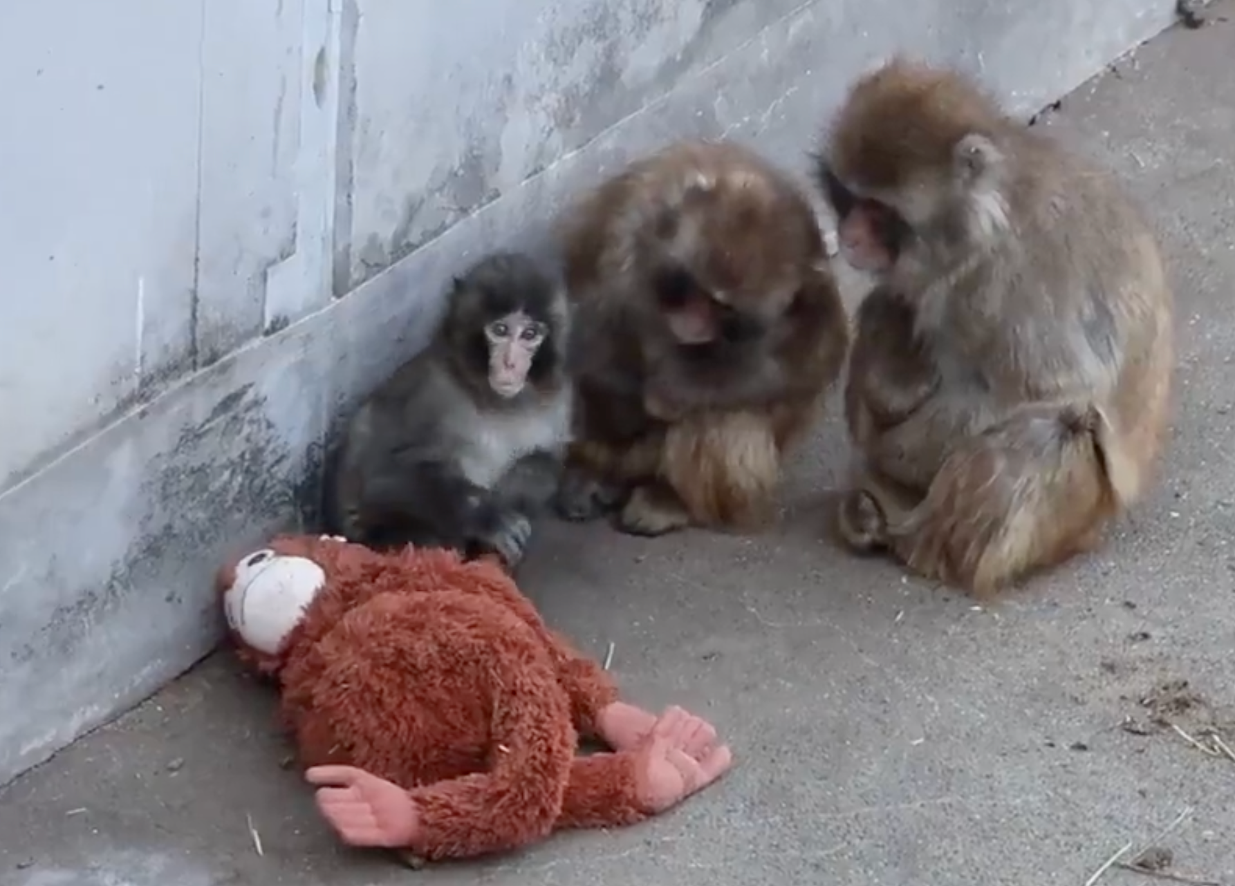 Baby macaque named Punch abandoned at birth in Japan’s Ichikawa City Zoo