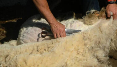 Sheep Shearing