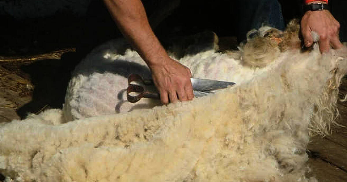 Sheep Shearing