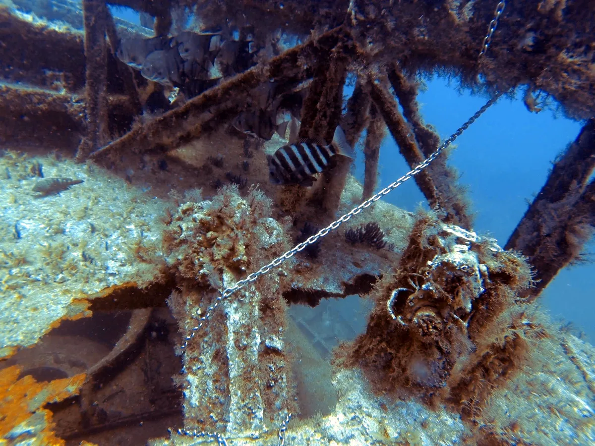 Sheepshead fish on the Aeolus wreck in North Carolina