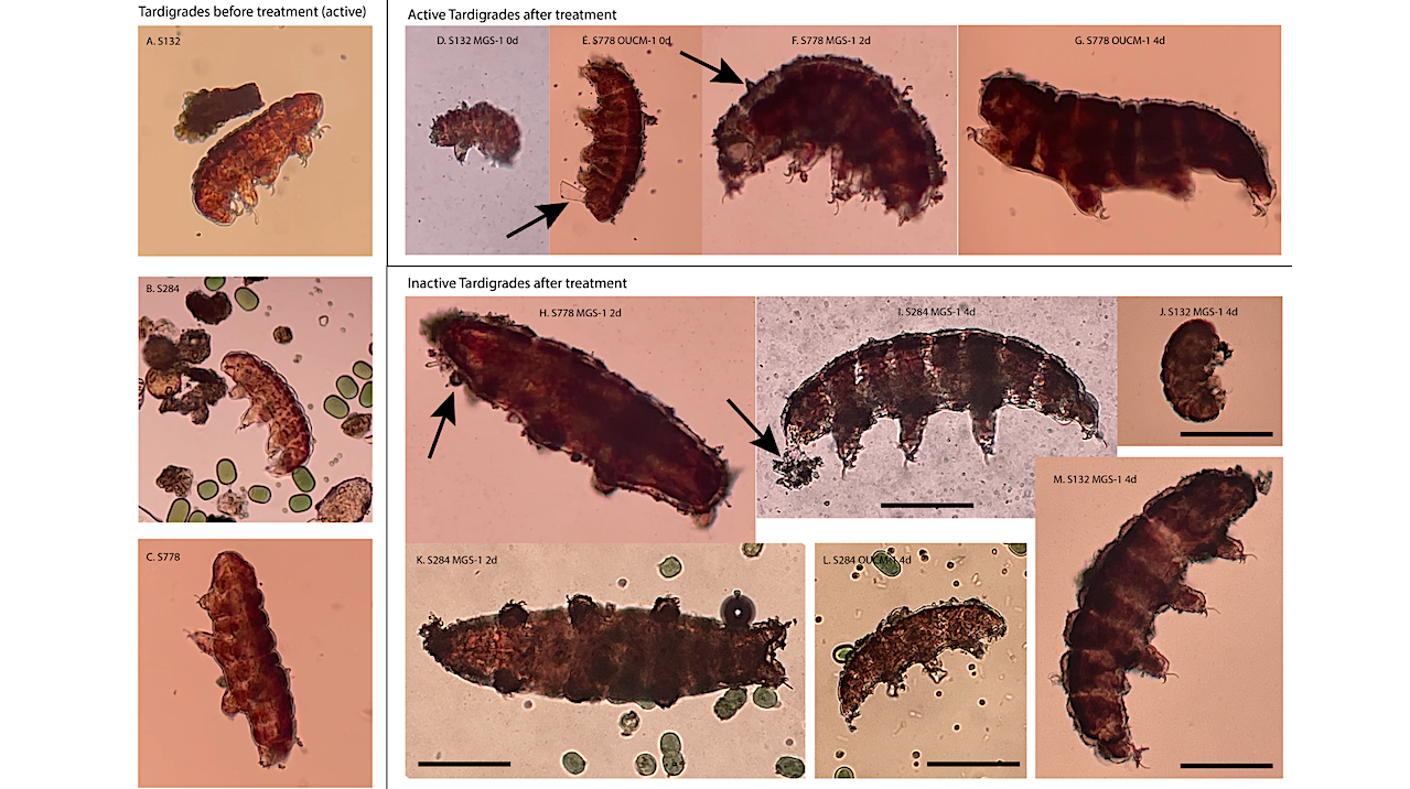 Short-term Survival Of Tardigrades In Martian Regolith Simulants