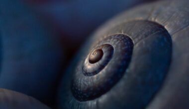 Snail shell close up