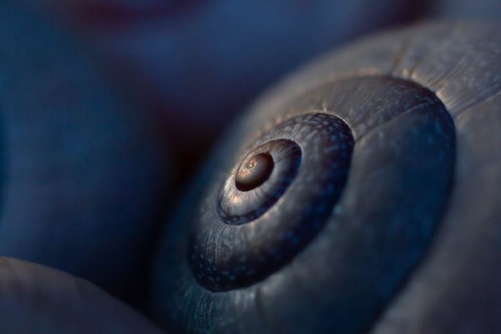 Snail shell close up