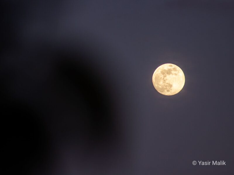 Yellowish moon to the right side. On the left, there are leaves out of focus.