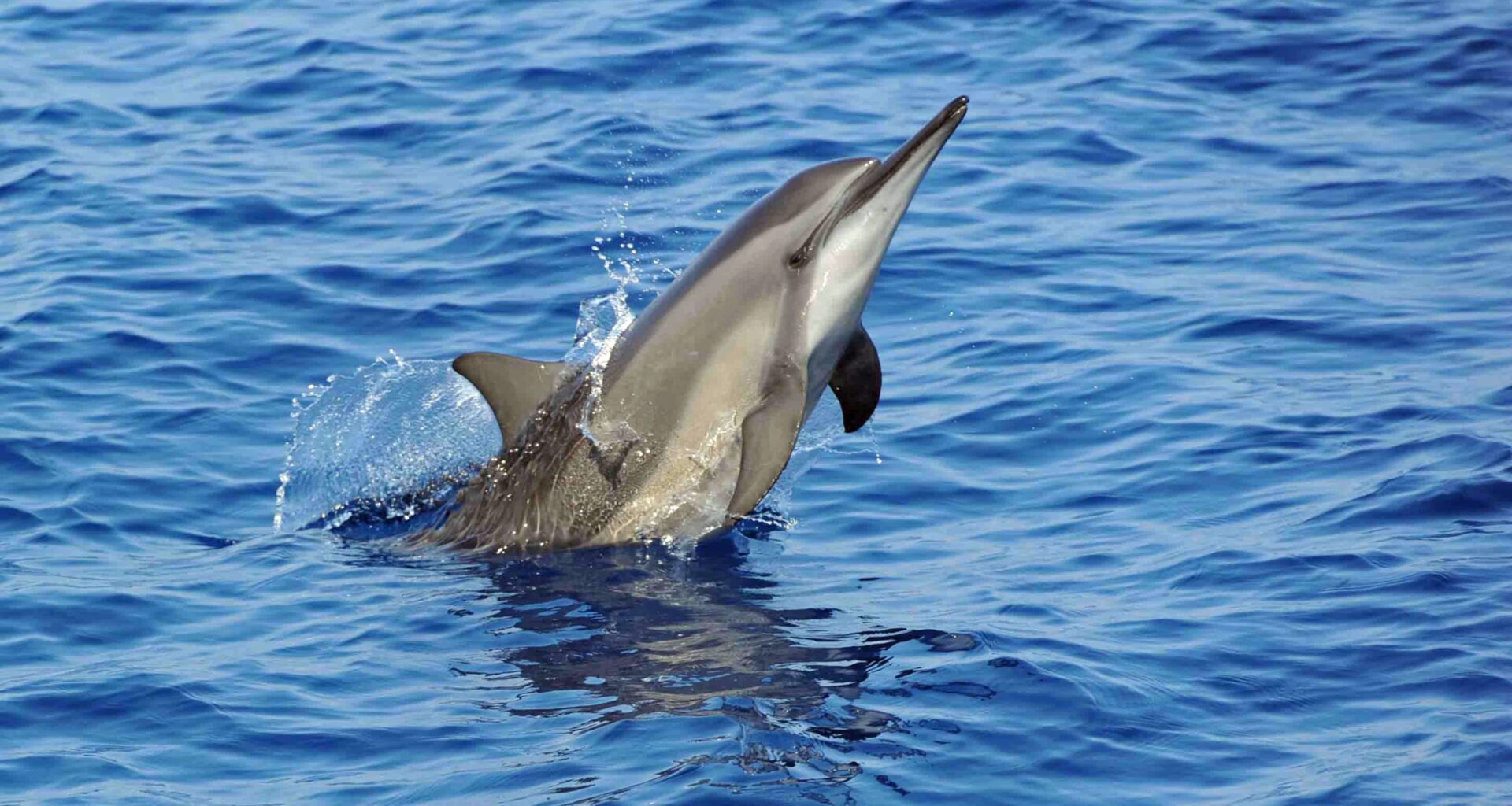 E-waste chemicals found in Dolphin and Porpoise brains