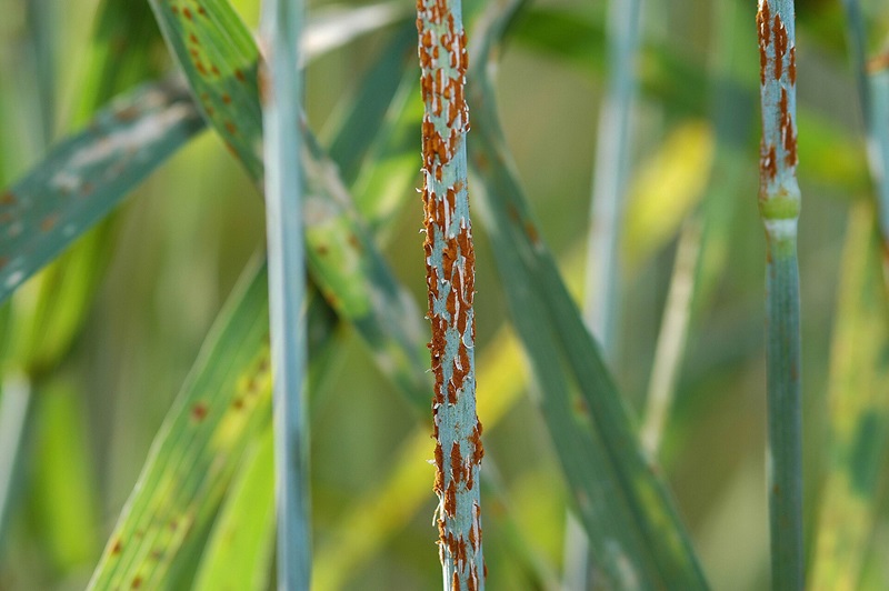 A green stem dusted with orange fungus.