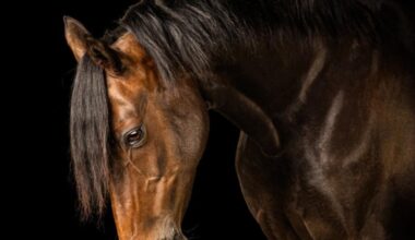 Top award for Offaly photographer in major national competition