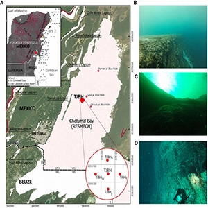 Figure 1 (A) Location of the Taam ja’ Blue Hole (TJBH) in Chetumal Bay, Mexico, is presented alongside the CC and CSW data regions for further comparison of water temperature and salinity conditions. Regional fracture zones and geological faults in the Yucatán Peninsula are indicated (INEGI, 2002), along with the locations of documented blue holes within Chetumal Bay. Credit: Frontiers in Marine Science