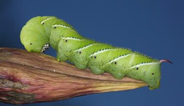 Caterpillars hear: Long, green insect with white lines and dark spots. It has a red "horn" on the tail and many tiny hairs on its body.
