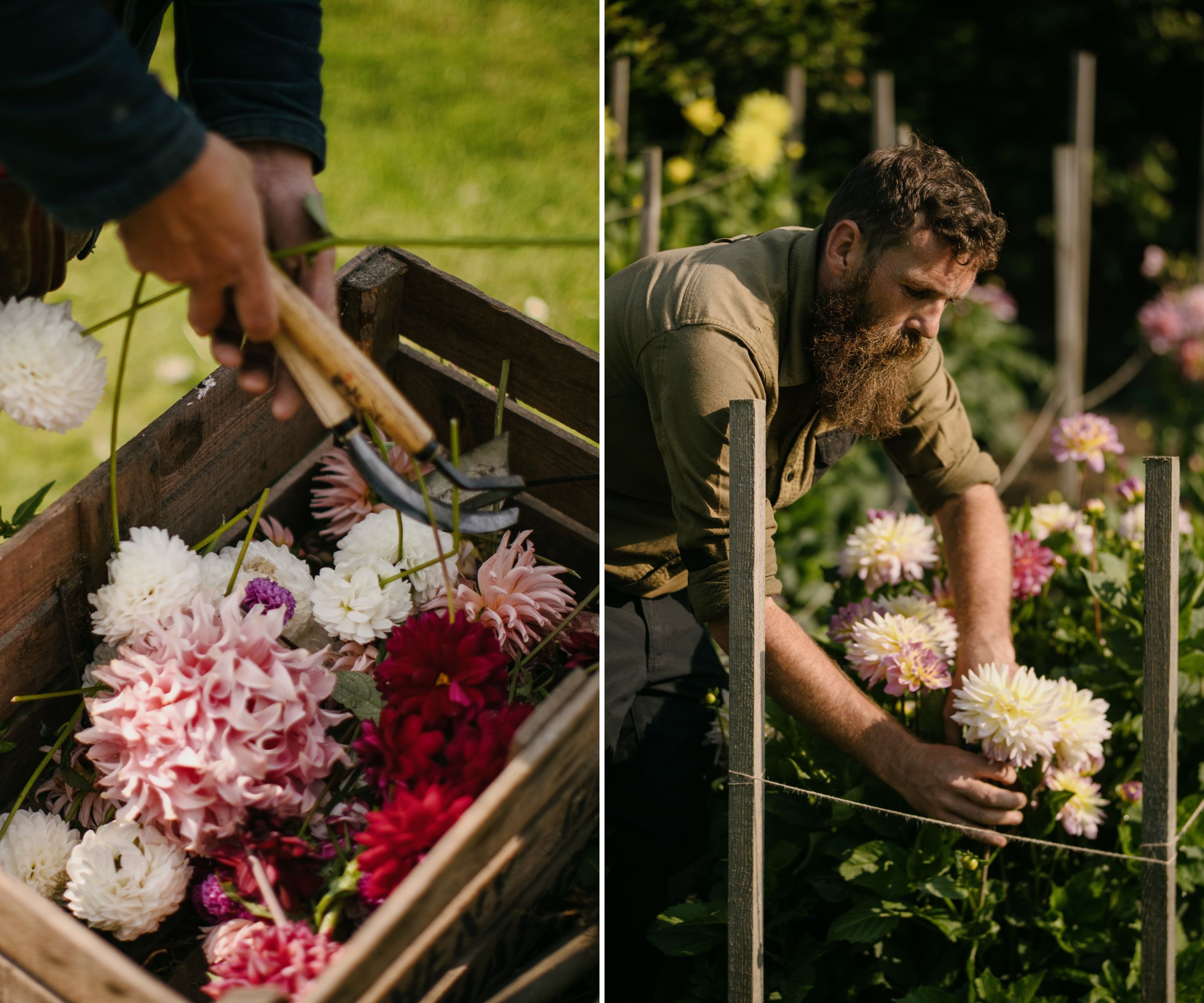 Dahlia harvesting at Dalmeny Walled Garden