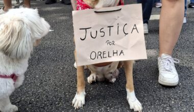 How the killing of beloved Brazil street dog Orelha exposed deep societal scars – The Irish Times