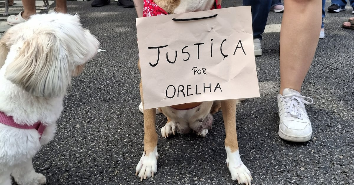 How the killing of beloved Brazil street dog Orelha exposed deep societal scars – The Irish Times