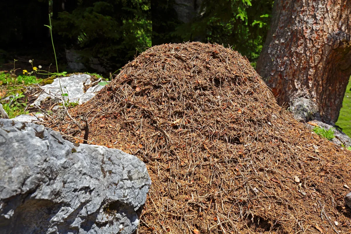 Largest ant colony