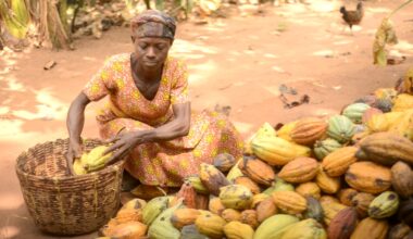 Cocoa farmers decry the adverse impact of producer price cut on livelihoods