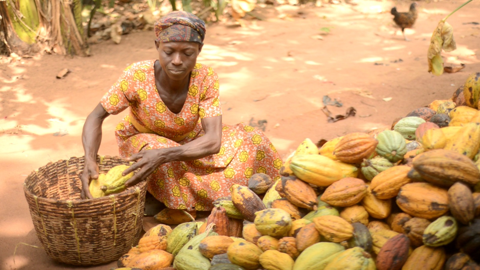 Cocoa farmers decry the adverse impact of producer price cut on livelihoods