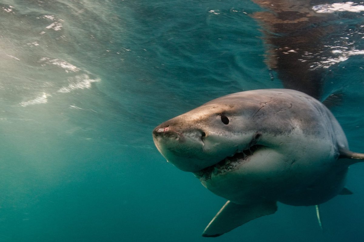 Great white shark