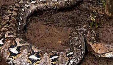 Watch: World's longest wild snake found in Indonesia