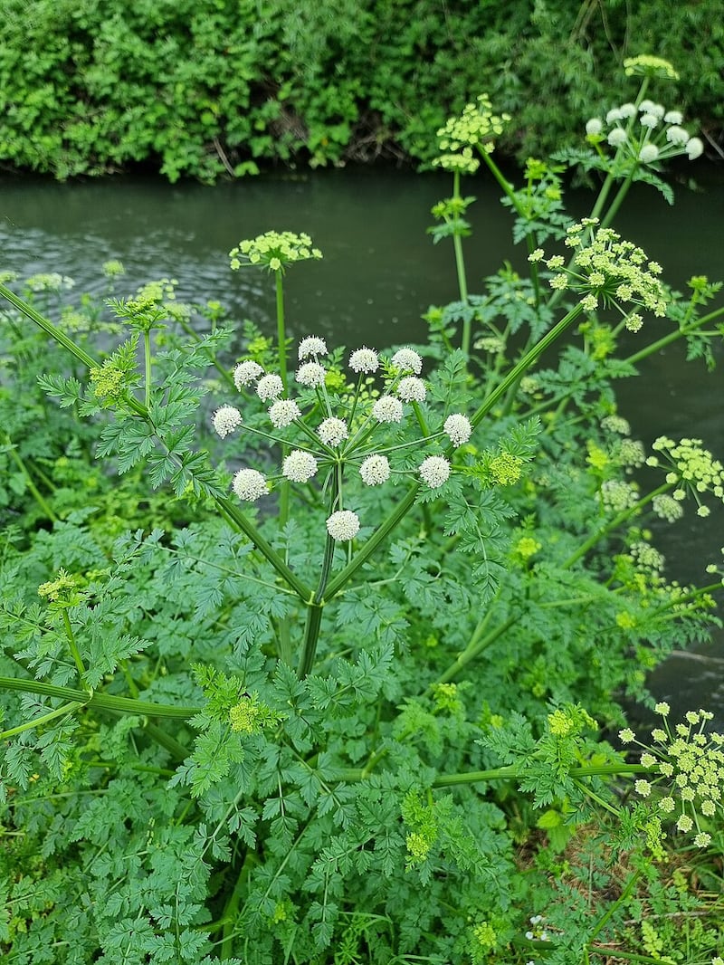 Hemlock water-dropwort grows by riversides. File image. Photograph: Richard Avery