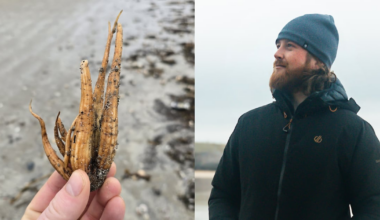 ‘Keep children and pets away’ – warning after deadly plant washes up on beach – The Irish Times